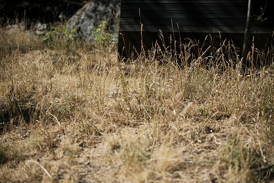 En torr gräsmatta i Hammarbyhöjden. Foto: Vilhelm Stokstad / TT