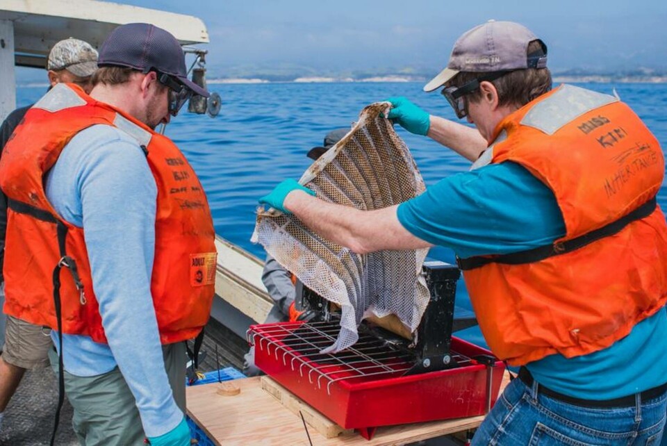 Försök med den oljeuppsugande svampen Oleo Sponge har visat goda resultat hittills, enligt forskarna vid Argonne National Laboratory. Försök med den oljeuppsugande svampen Oleo Sponge har visat goda resultat hittills, enligt forskarna vid Argonne National Laboratory.