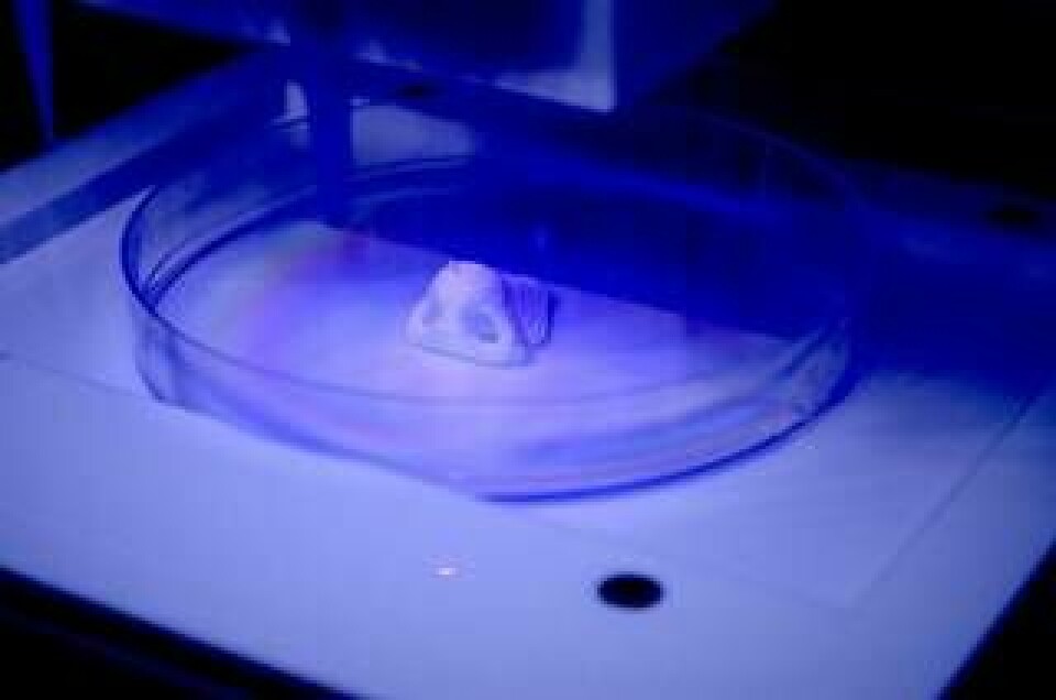I petriskålen ligger en nästipp, utskriven med den svenskutvecklade 3d-bioskrivaren. Efter utskriften väntar en månad i en bioreaktor där de utskrivna levande cellerna kan växa till sig och forma riktig vävnad.