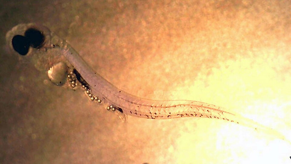 Fiskyngel med plastbitar i magen. Foto: Oona Lönnstedt/TT Fiskyngel med plastbitar i magen. Foto: Oona Lönnstedt/TT