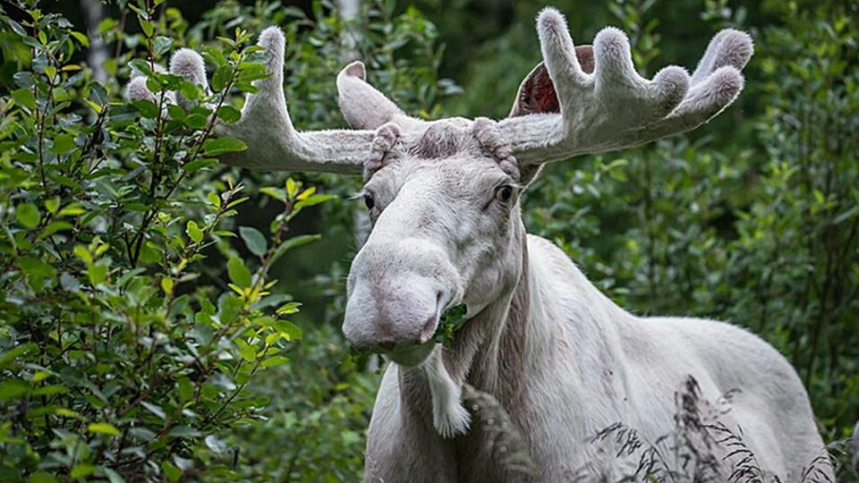 Den vita älgens gåta ska nu lösas. Foto: Tage Bäck, Arvika Den vita älgens gåta ska nu lösas. Foto: Tage Bäck, Arvika