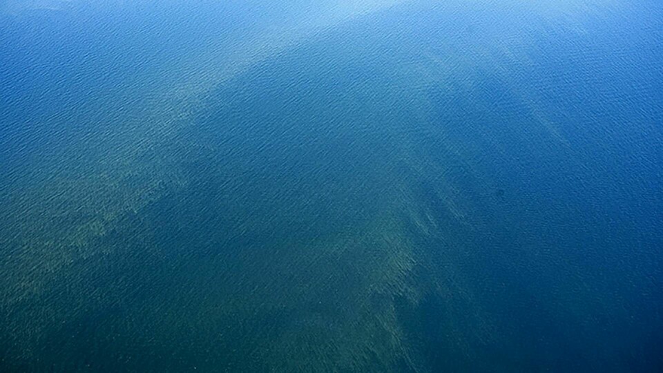 Algblomning i Östersjön Foto: Kustbevakningen via TT