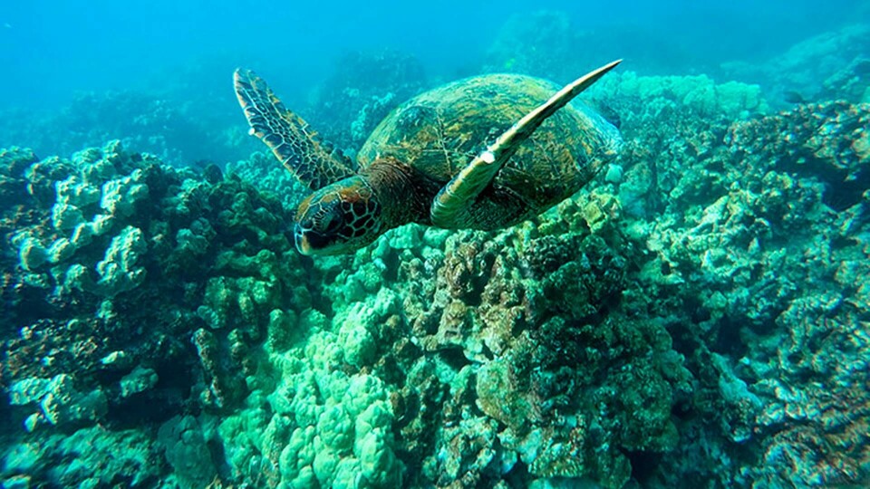 En grön havssköldpadda på simtur vid ett korallrev utanför Hawaii. Foto: Brian Skoloff/AP/TT