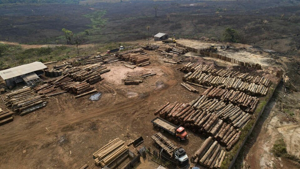 Reviderade siffror från Brasilien visar att avskogningen av Amazonas är större än man tidigare trott. Foto: Andre Penner/AP/TT