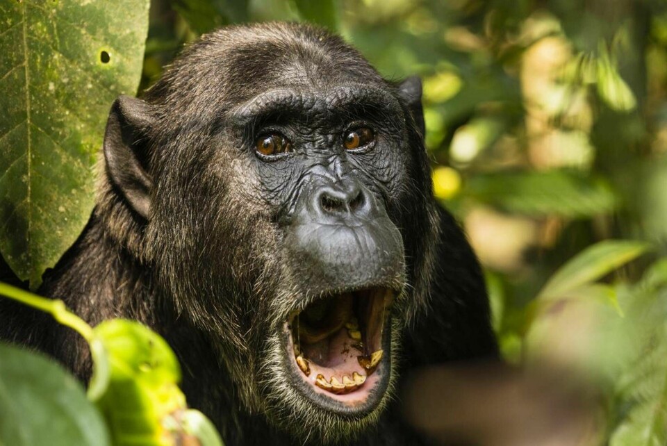 Vad är det som händer med primaterna i Uganda? Foto: IBL