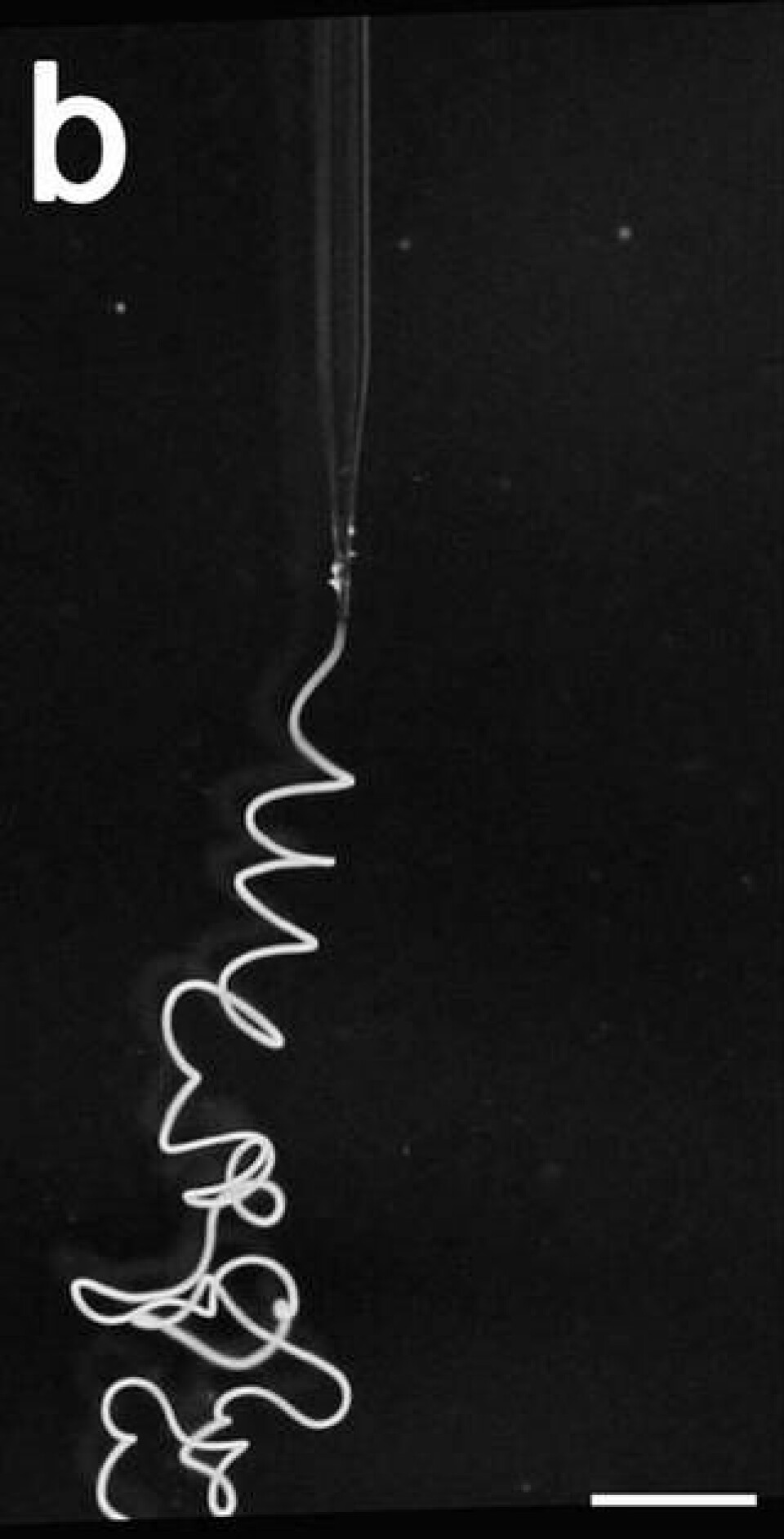 Foto av en fiber när den spinns i vattenbadet. Foto: Marlene Andersson, SLU/Nature Chemical Biology