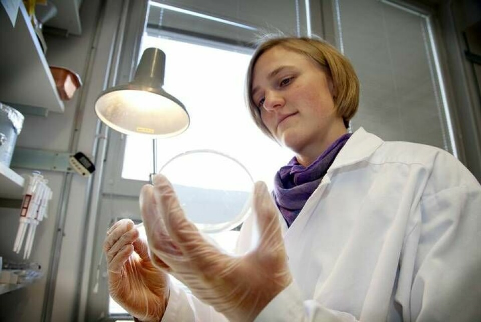 Lisa Albrecht, doktorand vid institutionen för medicinsk biokemi och mikrobiologi vid Uppsala universitet, studerar hur bakterier reagerar när de utsätts för metaller, biocider och antibiotika. Foto: Jörgen Appelgren