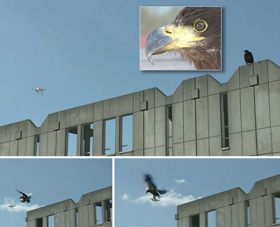 När örnen får syn på en oönskad drönare flyger den iväg och fångar flygfarkosten och för den sedan till en förutbestämd plats på marken. Foto: AFP När örnen får syn på en oönskad drönare flyger den iväg och fångar flygfarkosten och för den sedan till en förutbestämd plats på marken. Foto: AFP