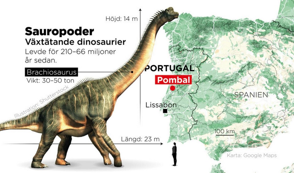 Växtätande dinosaurier som levde för 210–66 miljoner år sedan. Foto: Johan Hallnäs/TT Växtätande dinosaurier som levde för 210–66 miljoner år sedan. Foto: Johan Hallnäs/TT