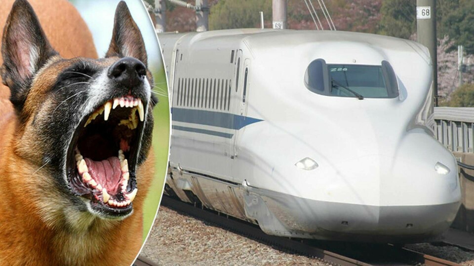 Japanska tågen ska spela upp ljud av frustande rådjur och skällande hundar. Foto: Tierfotoagentur / Alamy, Mitsuki-2368 / Wikipedia