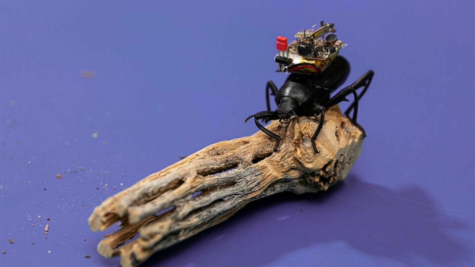 Insektskamera som väger 248 mg totalt, och kan filma i sex timmar. Foto: University of Washington