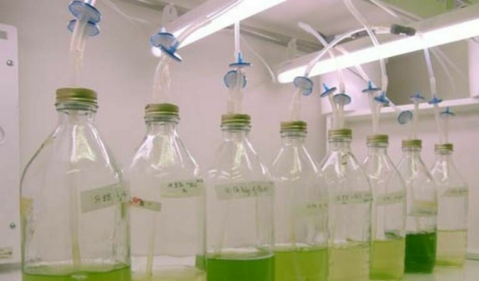 Flaskor med algerna Chlorella vulgaris och Botryococcus braunii.
