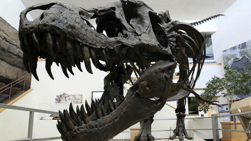 En modell av ett Tyrannosaurus rex-skelett, dinosaurien T-rex, visas på New Mexicos naturhistoriska museum i Albuquerque, USA. Arkivbild. Foto: Susan Montoya Bryan/AP/TT