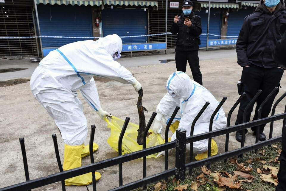 Virusutbrottet i Wuhan spårades tidigt till marknaden Huanan. Men rapporten från WHO:s besök i staden kan inte dra några tydliga slutsatser om marknadens roll när det gäller ursprunget till covid-19. Arkivbild. Foto: Chinatopix/AP/TT Virusutbrottet i Wuhan spårades tidigt till marknaden Huanan. Men rapporten från WHO:s besök i staden kan inte dra några tydliga slutsatser om marknadens roll när det gäller ursprunget till covid-19. Arkivbild. Foto: Chinatopix/AP/TT