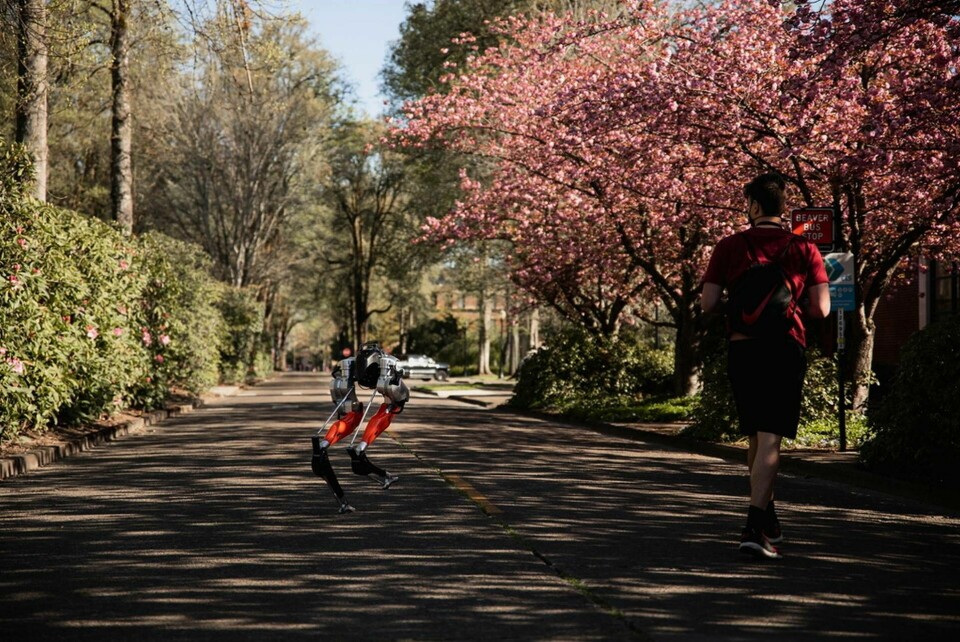 Cassie ute på löptur. Foto: Christian Jimenez/Oregon State University/TT
