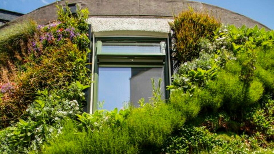 Gröna väggar kan göra att mindre värme läcker ut ur gamla hus. Foto: University of Plymouth