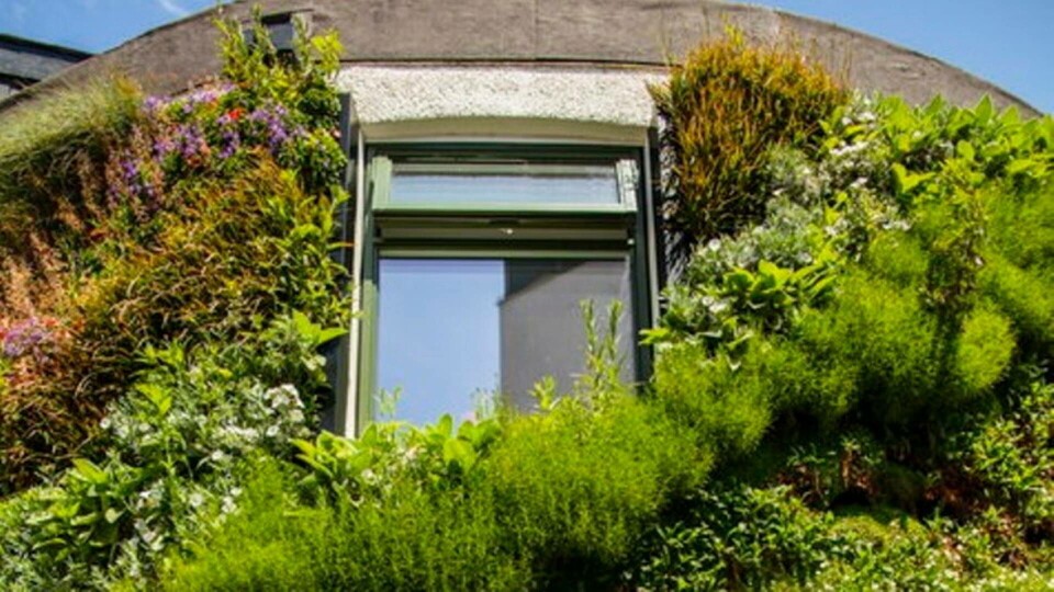 Gröna väggar kan göra att mindre värme läcker ut ur gamla hus. Foto: University of Plymouth Gröna väggar kan göra att mindre värme läcker ut ur gamla hus. Foto: University of Plymouth