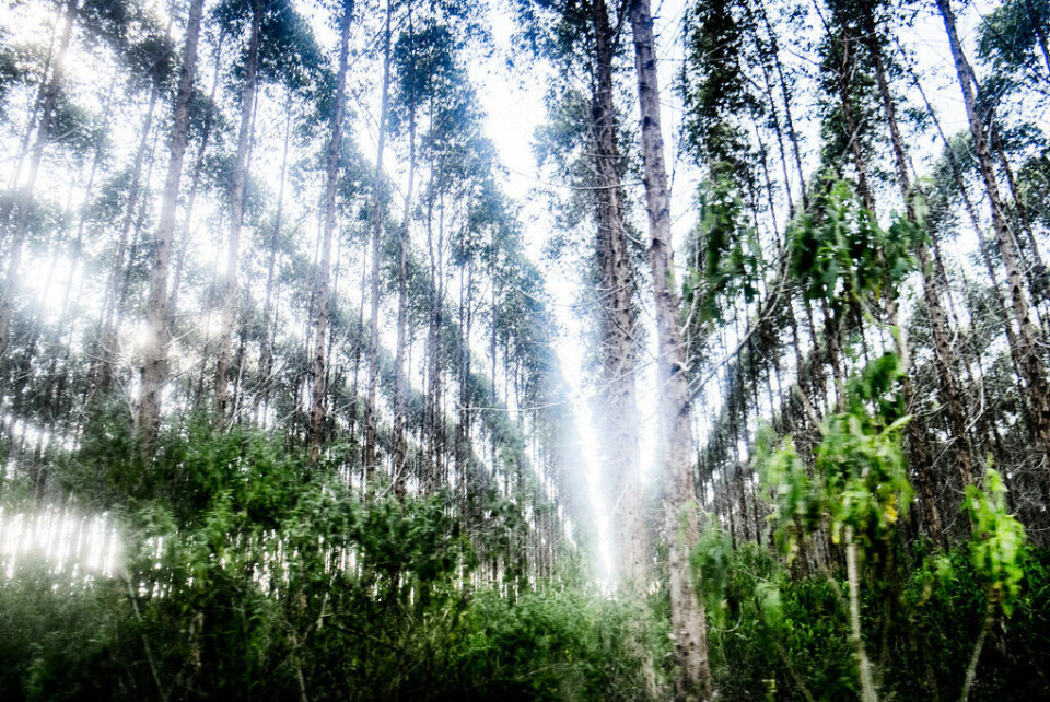 Eukalyptusträd planteras ofta i helt räta rader när länderna ska uppfylla sina klimatlöften. Bilden är från nordöstra Brasilien. Eukalyptusträden är från Australien. Foto: Magnus Hjalmarson Neideman/SvD/TT
