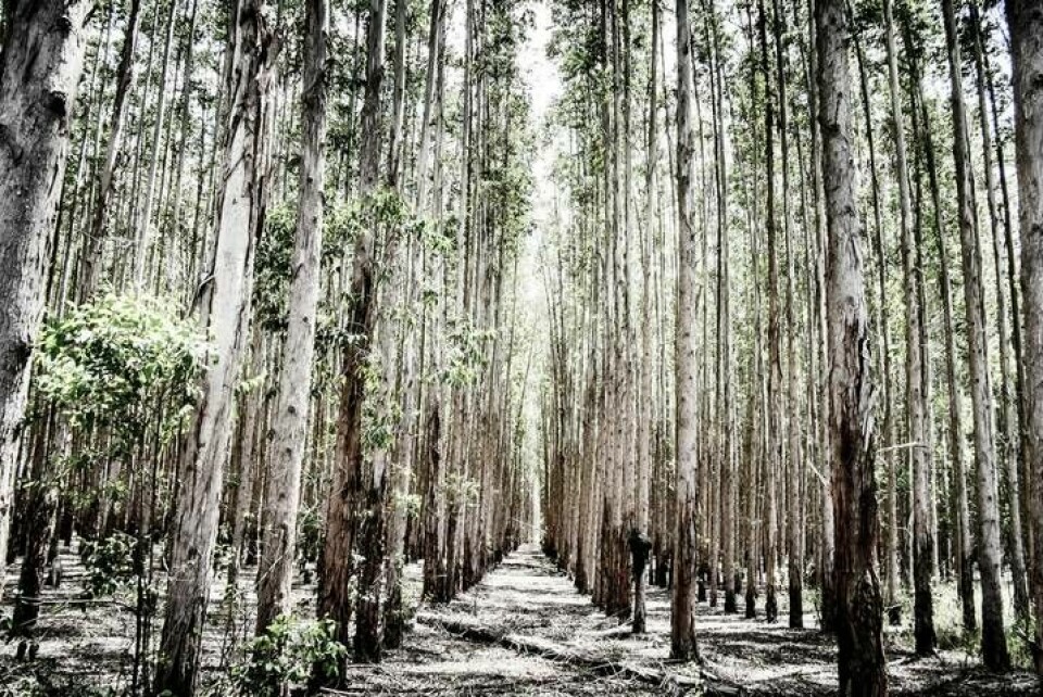 Monokultur av eukalyptusträd i nordöstra Brasilien. En extremt artfattig miljö. Foto: Magnus Hjalmarson Neideman/SvD/TT
