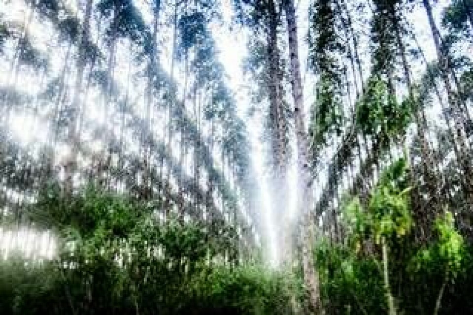Eukalyptusträd planteras ofta i helt räta rader när länderna ska uppfylla sina klimatlöften. Bilden är från nordöstra Brasilien. Eukalyptusträden är från Australien. Foto: Magnus Hjalmarson Neideman/SvD/TT