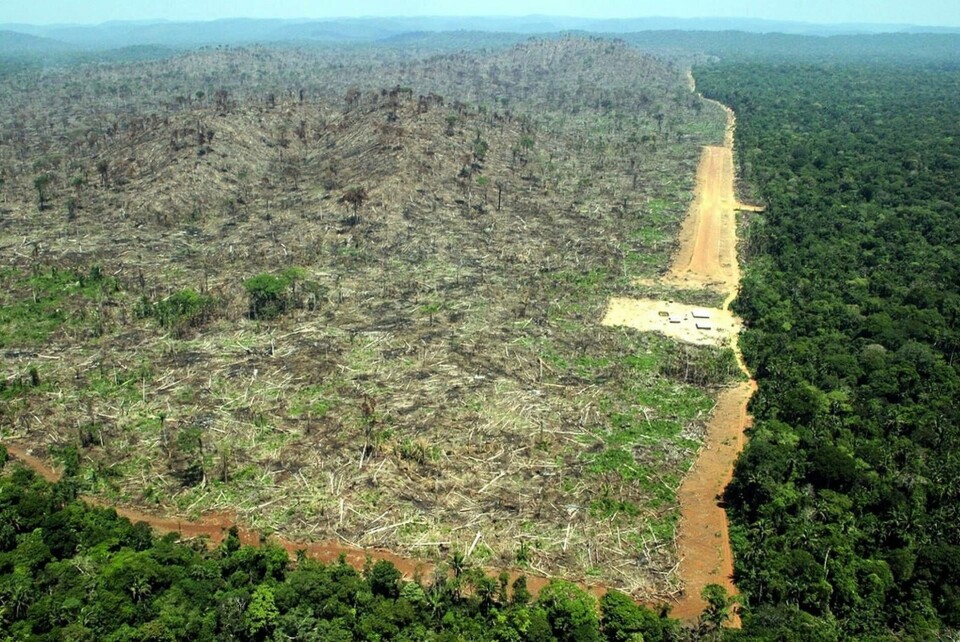 Arkivbild från Greenpeace över avverkningen i Amazonas. Foto: Alberto Cesar/Greenpeace/AP/TT Arkivbild från Greenpeace över avverkningen i Amazonas. Foto: Alberto Cesar/Greenpeace/AP/TT