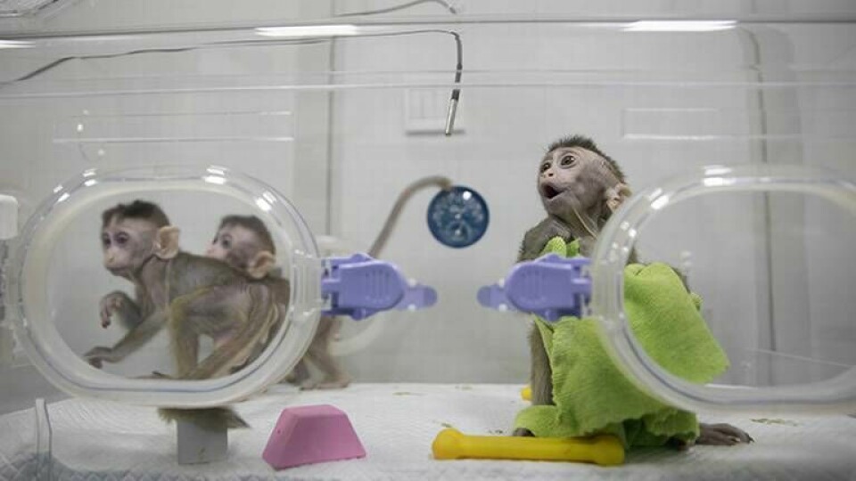 Makak-klonerna visar redan tecken på sömnproblem och höjda ångestnivåer. Foto: Xinhua