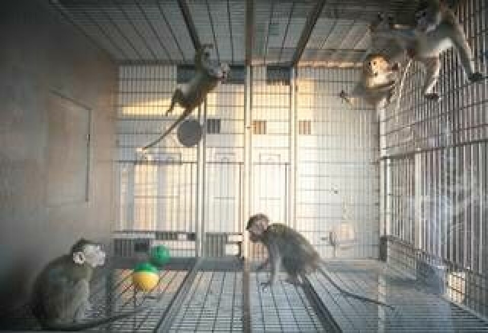 Genredigerade makaken sitter nere till vänster. Foto: Xinhua