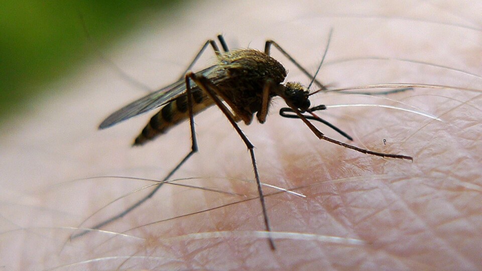Myggorna älskar din svett. Foto: TT